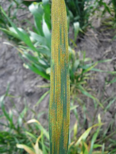 Wheat Stripe Rust Exotic Strains Field Crop Diseases Victoria