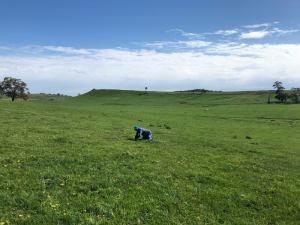 Pasture at the Baynton site in 2019 showing the view of the hilly country side of central Victoria.