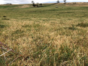 Curing of pasture at the Baynton site in 2019.