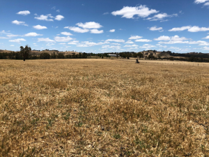 Cured pasture at the Baynton granite site in 2019.