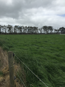 Jancourt soil moisture monitoring paddock with lush green grass.