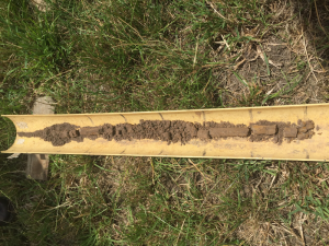 Soil core from the Yarram paddock, which highlights a gradual change in soil characteristic down the profile.