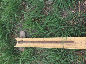 Soil core from the Yarram paddock, which highlights a gradual change in soil characteristics down the profile.