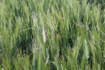 Crown rot causes deadheads that are usually found on scattered plants or single tillers in the crop.