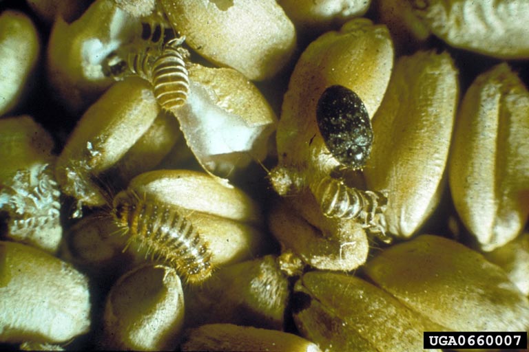 Adult, larva, larval skins and damage to wheat grains. Source: Ministry of Agriculture and Regional Development, Ministry of Agriculture and Regional of Development. Bugwood.org