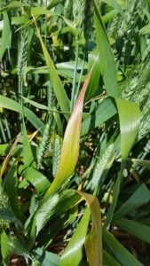 Symptoms of YDV infection in wheat