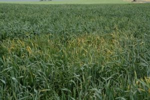 YDV vsymptoms in wheat