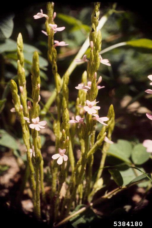 Asiatic witchweed. Source: Florida Division of Plant Industry, Florida Department of Agriculture and Customer Services. Bugwood.org