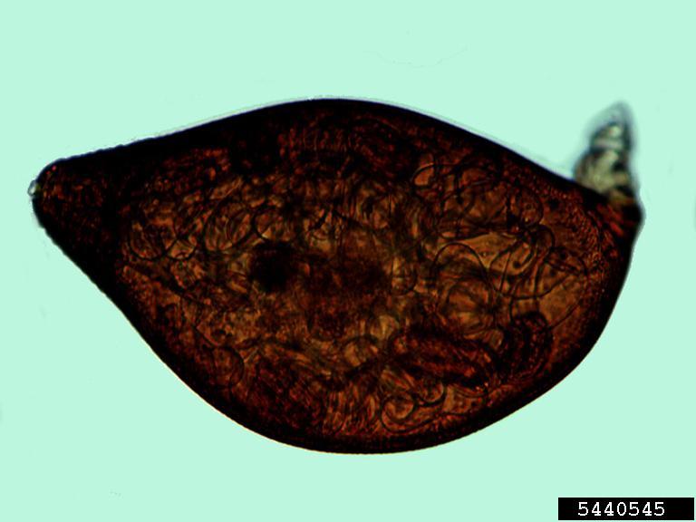 Heterodera glycines cyst nematode. Source: Jonathan D. Eisenback, Virginia Polytechnic Institute and State University, Budwood.org.