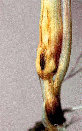 The white larva and the dark brown pupa of the Barley stem gall midge.