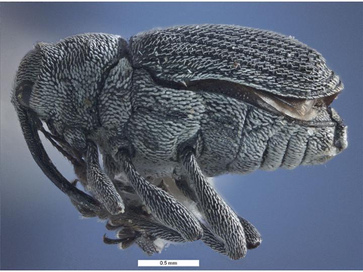 Adult Cabbage Seedpod Weevil. Source: Rebecca Graham, Department of Agriculture Western Australia.