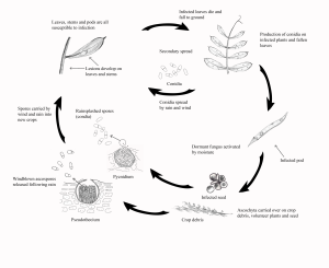 Disease Cycle Ascochyta of Common Vetch