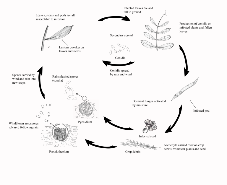 Ascochyta Blight Of Vetch - Field Crop Diseases Victoria 