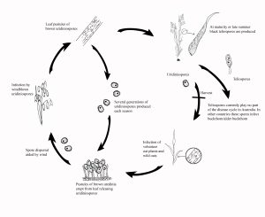Disease cycle of Crown rust on oat