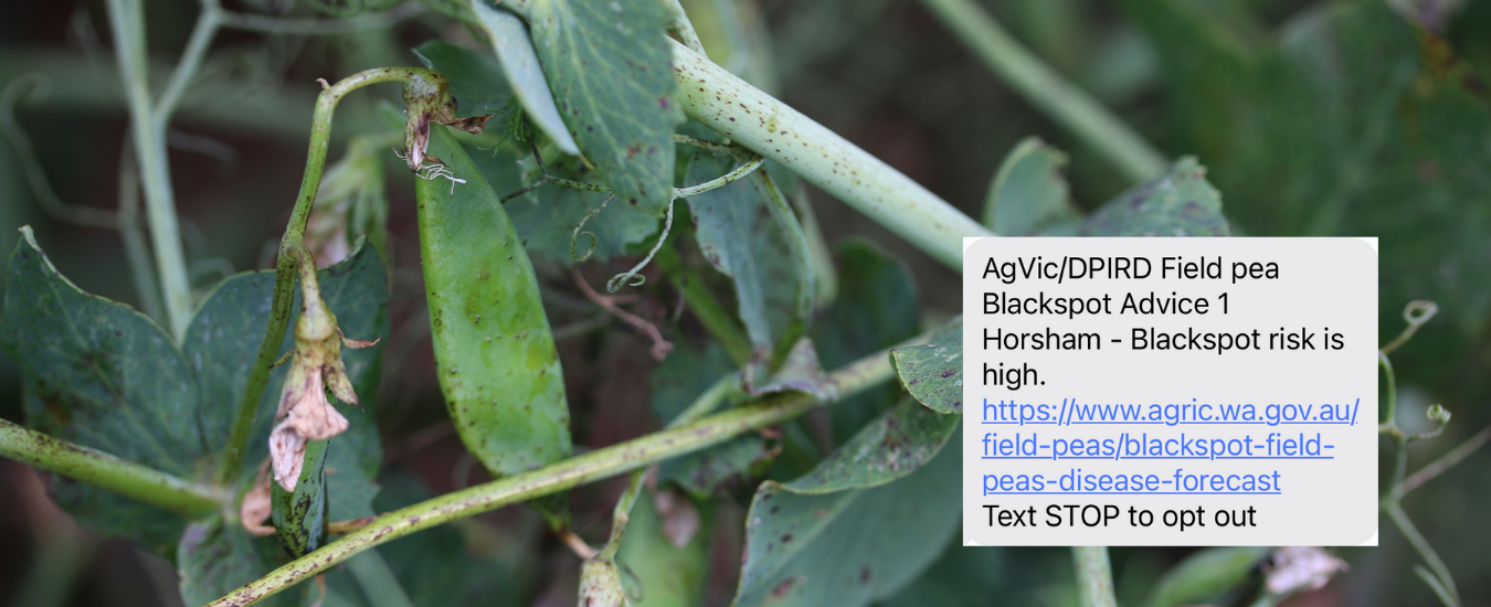 Podding and flowering field pea with blackspot and blackspot forecast message for Horsham