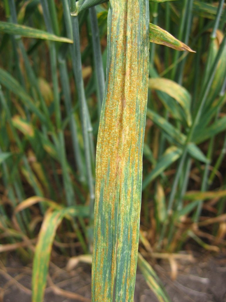 Barley stripe rust Field Crop Diseases Victoria Field Crop Diseases
