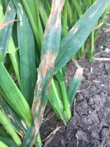 Characteristic symptoms of Red leather leaf (RLL) in oats; pale blue lesions with a red/red-brown edge at early stage