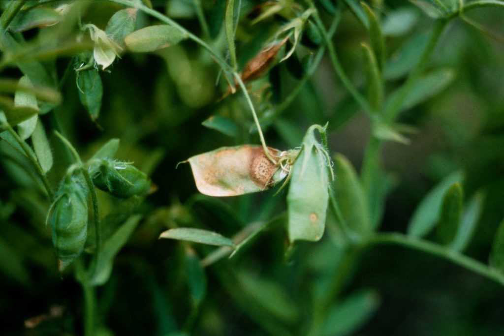 Ascochyta Blight of Lentil Field Crop Diseases Victoria Field Crop