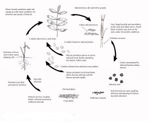 Disease cycle of botrytis grey mould of lentil.