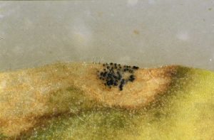 Close up of a lentil anthracnose lesion showing microsclerotial survival structures