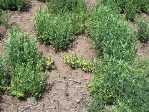 Stunting and yellowing symptoms of TuYV in lentil (centre)