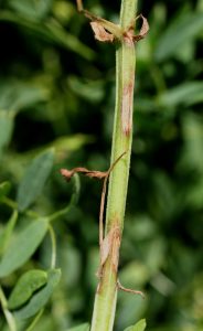 Field shots of anthracnose stem lesions (they appear very similar to ascochyta lesions)
