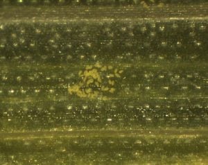 Wheat curl mites feeding on wheat leaf (mites found by uncurling affected leaves).