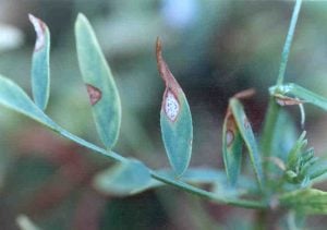 Characteristic leaf lesions caused by ascochyta blight of lentil