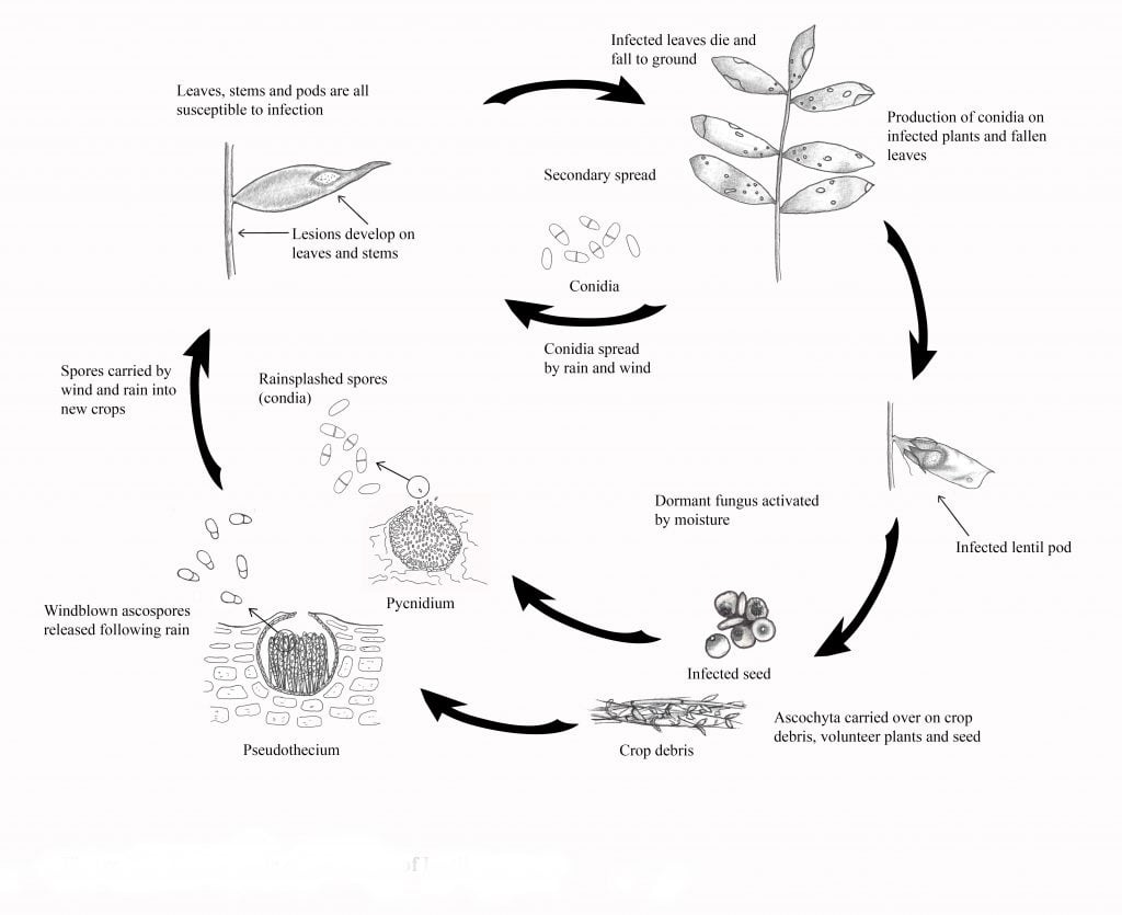 Ascochyta Blight of Lentil - Field Crop Diseases Victoria | Field Crop ...