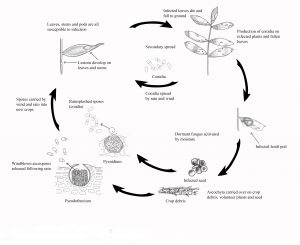 Disease cycle ascochyta blight lentils