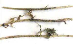 Characteristic stem infection caused by botrytis. Note grey, fuzzy spore mass and black sclerotia