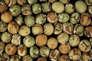 Symptoms of PSbMV on pea seeds