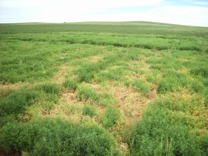 Patches of dying lentil plants at a trial site in South Australia in 2005. (Photo courtesy of Kurt Lindbeck – NSW DPI)