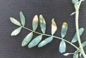 Greyish-brown spots on leaflets of a botrytis grey mould infected lentil plant