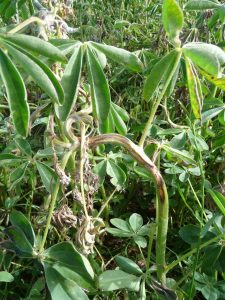 Highly distinctive stem twisting and collapse due to anthracnose, and distinctive spore masses. (Photo – Kurt Lindbeck NSW DPI)