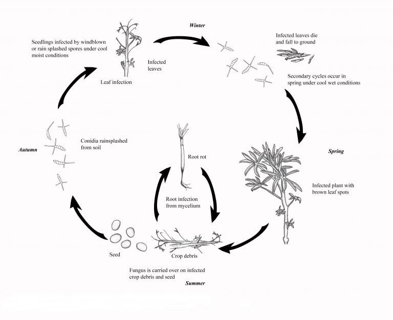 Brown Leaf Spot/Pleiochaeta Root Rot of Lupins - Field Crop Diseases ...