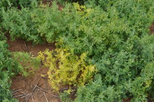 Yellowing and stunting symptoms of CMV in lentil plant (front) surrounded by healthy plants