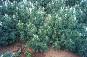 Stunting and bunching symptoms of CMV in narrow leaf lupins (front plants) surrounded by healthy plants