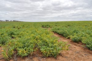 Chickpeas with yellow leaves due to CMV