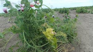 CMV infected pea plant on the right and healthy plant on left