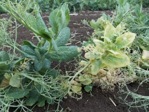 TuYV infected pea plant on right and healthy plant on the left