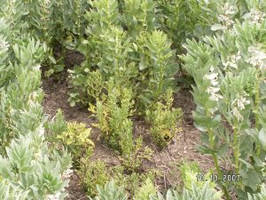 Yellowing, leaf rolling and stunting symptoms of BLRV in faba bean