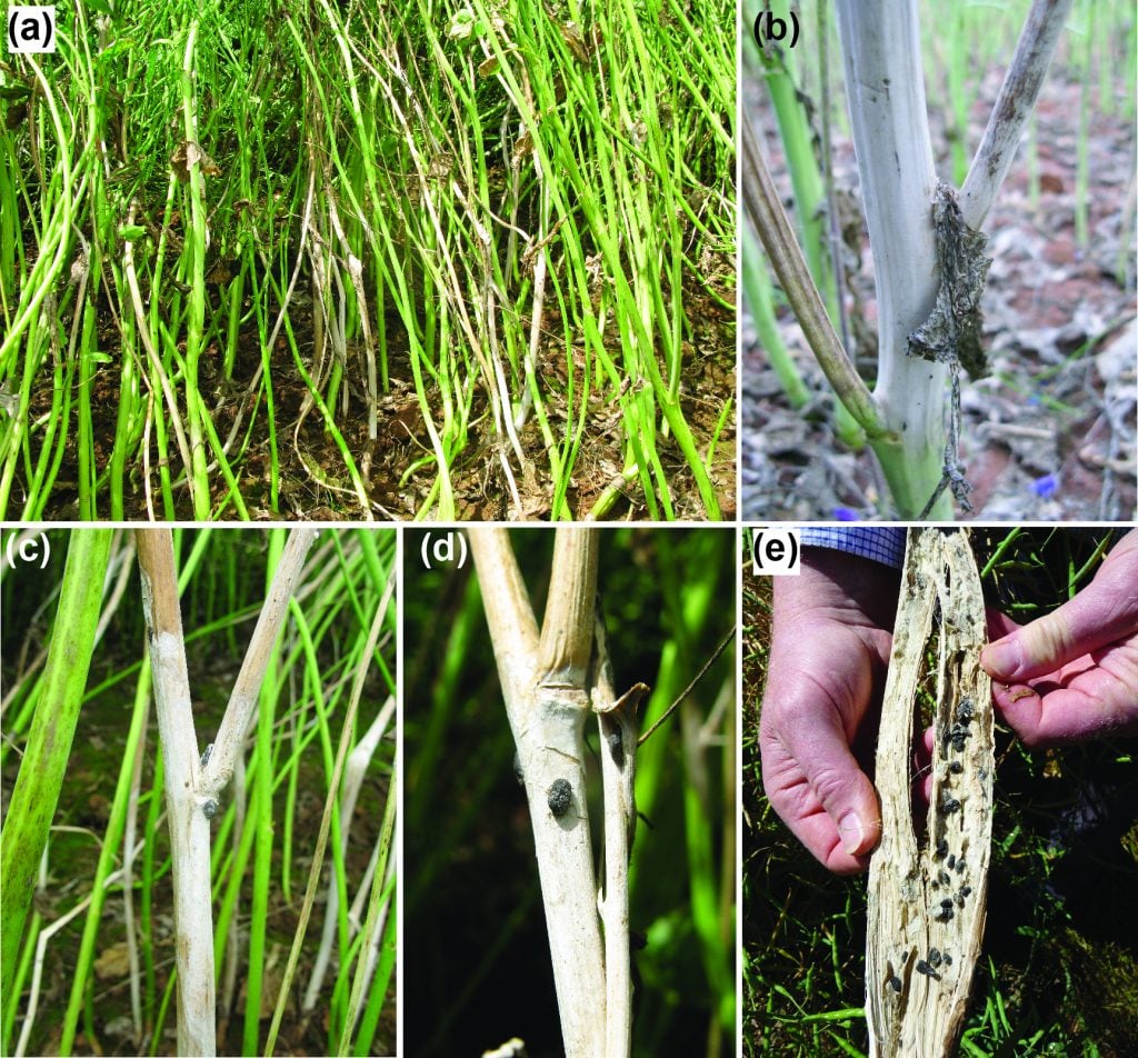 Disease symptoms and fruiting structures of Sclerotinia stem rot. (a) Diseased plants are visible with white bleaching of the stem. (b and c) White bleached stems characteristic of Sclerotinia infection. (d and e) Black sclerotia are formed and remain in the soil to germinate, produce apothecia which then release spores.