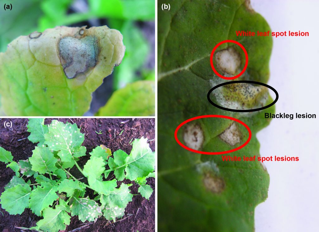 White leaf spot infection on canola leaves. (a) Typical off-white coloured lesion. (b) Typical white leaf spot lesion (red circles) and blackleg leaf lesions (black circle). Note the white leaf spot have no small black spots (fruiting bodies). (c) Mildly severe white leaf spot infection.