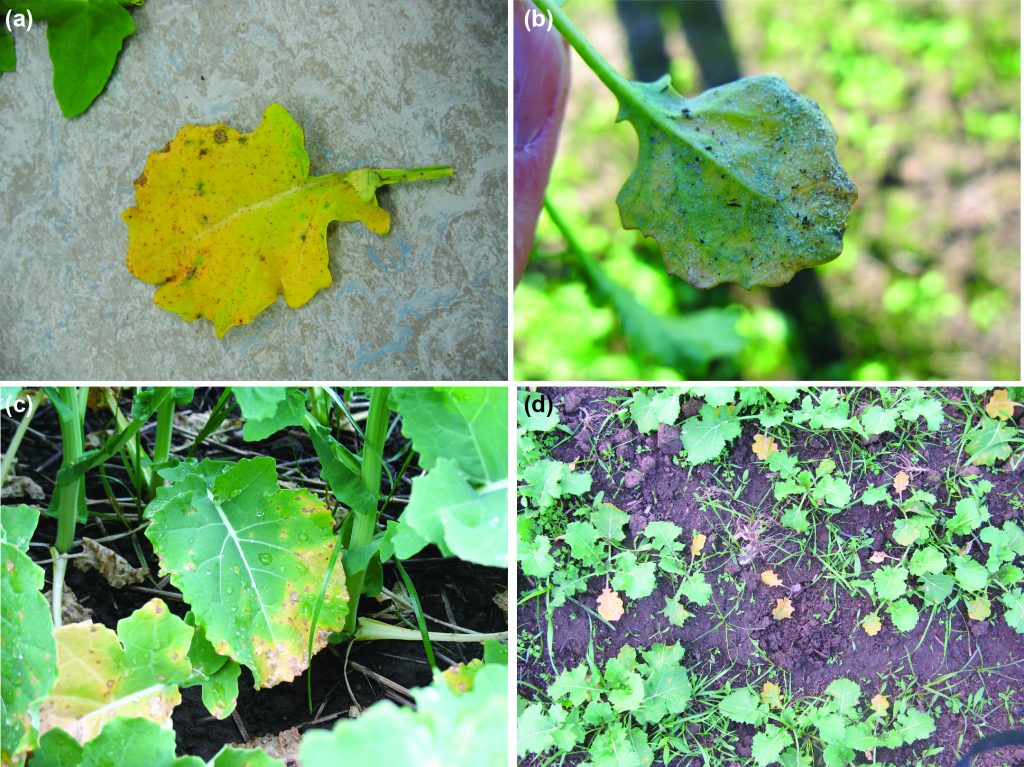 Symptoms of downy mildew on canola. (a) Chlorotic yellow symptoms characteristic of downy mildew. (b) The underside of the lead with typical mealy white hyphal growth. (c) Early stages of downy mildew infection. (d) Mildly severe infection of a crop.