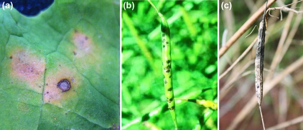 Symptoms of alternaria on canola. (a) Alternaria lesions on the leaf (note target like rings). (b and c) Pod lesions that can lead to premature pod shattering.