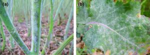 Symptoms of powdery mildew on branches (a) and leaves (b) of canola plants.