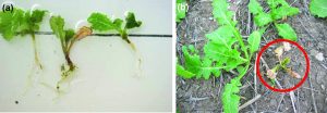 (a) Symptoms of rhizoctonia damping-off on seedling canola. (b) Infected seedlings that if survive may be stunted and flower prematurely.
