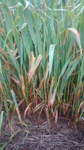 Characteristic symptoms of Red leather leaf (RLL) in oats; leathery appearance later in the season