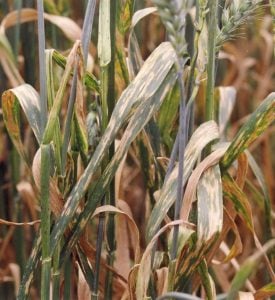 Severe yellow leaf spot infections on mature plants